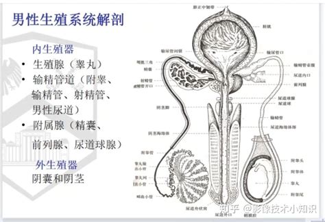 陰莖相|解剖学高清图谱 男性生殖系统